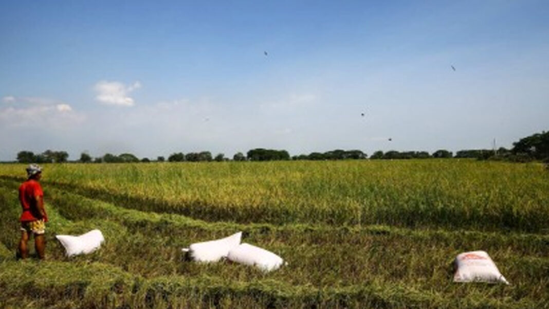 20240512 PAGEONE - Farm