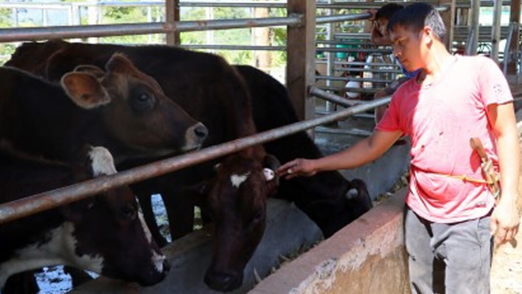 20240514 PAGEONE - Cow