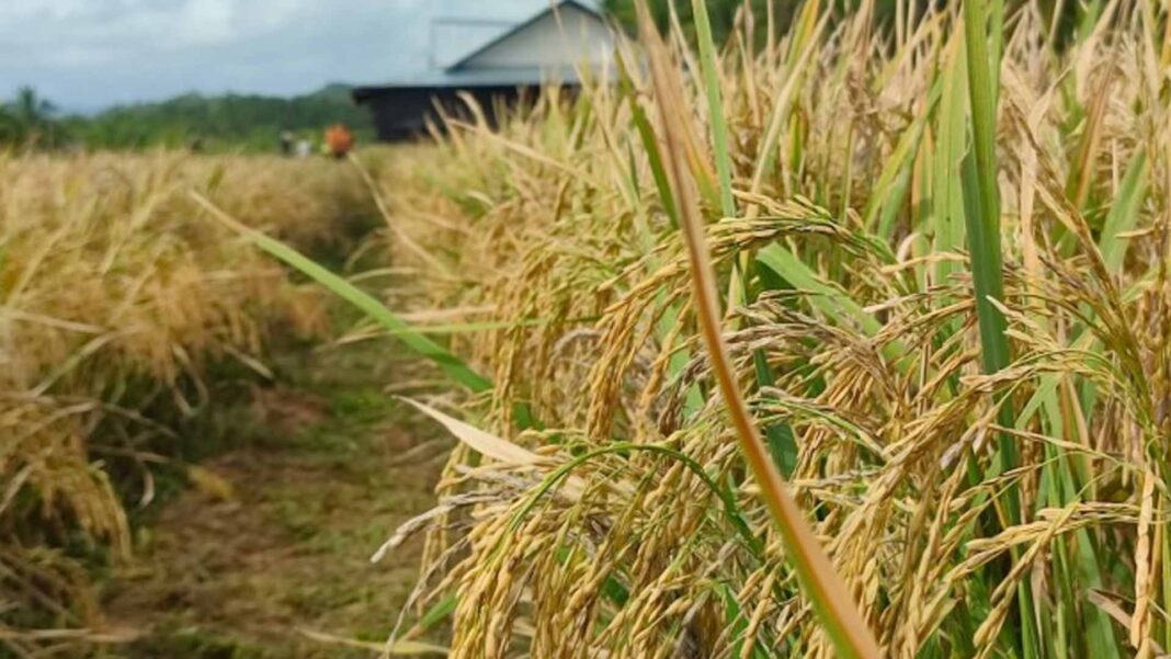 20240514 PAGEONE - Rice farm