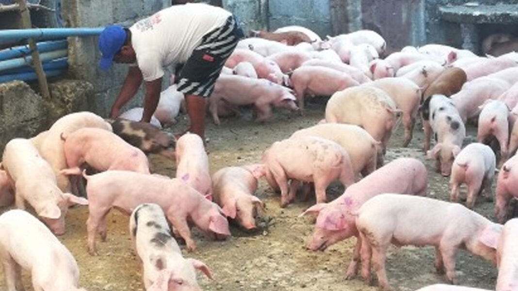 20240527 PAGEONE - Pig