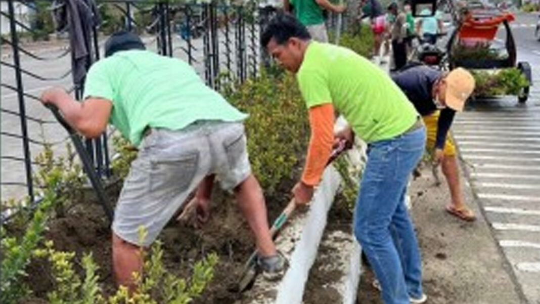 20240530 PAGEONE - Tree-growing activity