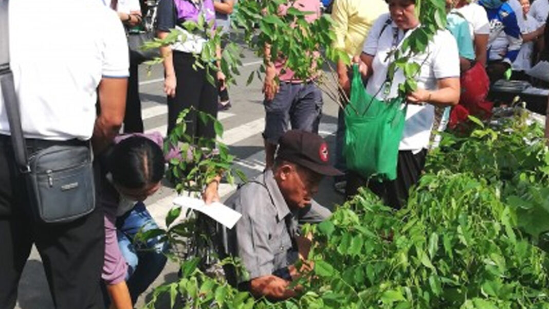 20240603 PAGEONE - Reforestation