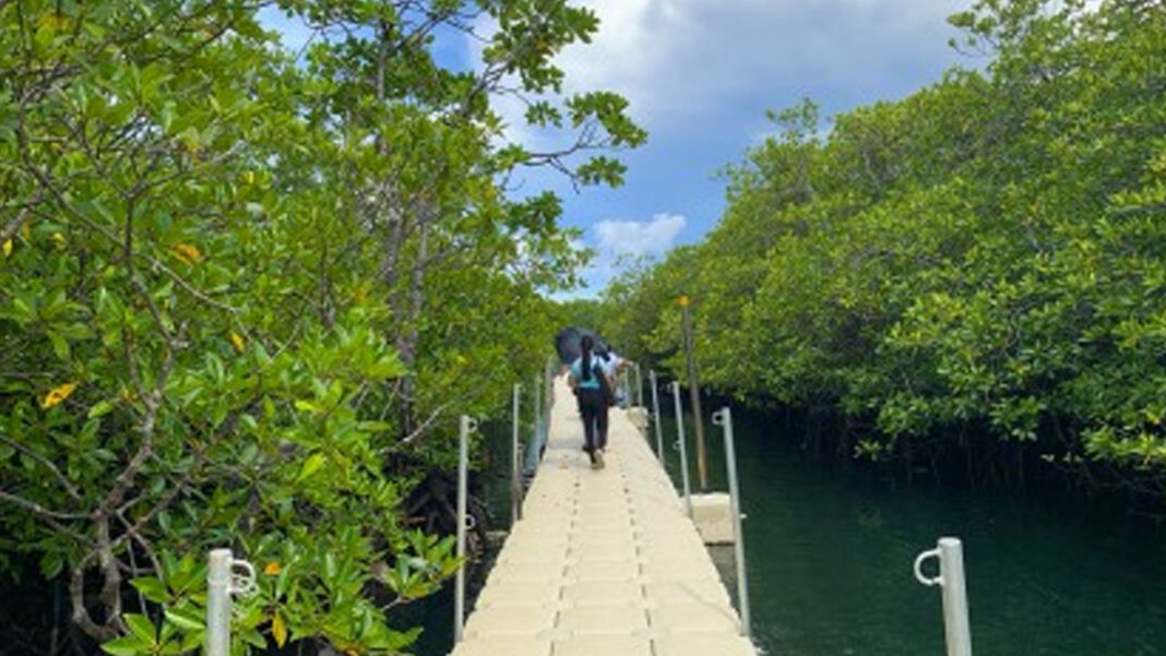 20240710 PAGEONE - Day-asan Mangrove Forest