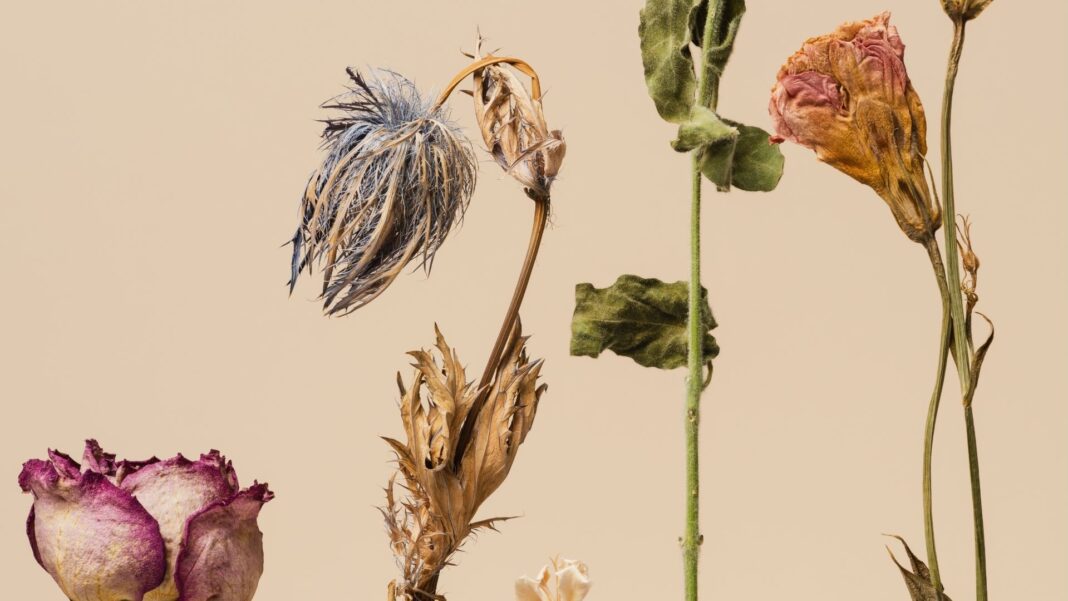 20242607 PAGEONE - DRIED FLOWERS CREATIVE FI1