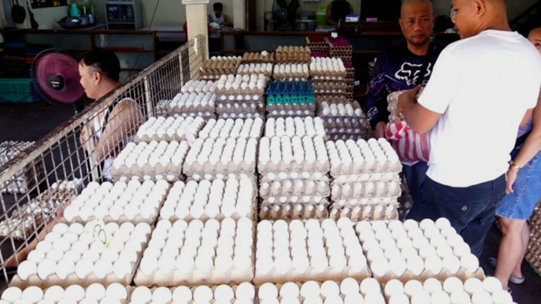 20240806 PAGEONE - Egg