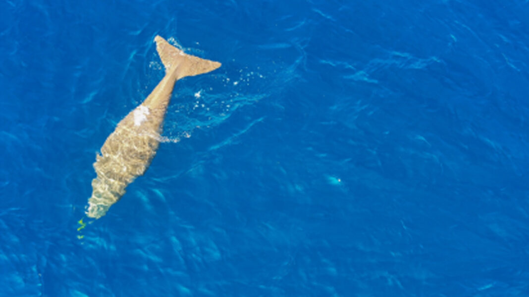 20240807 PAGEONE - Dugong