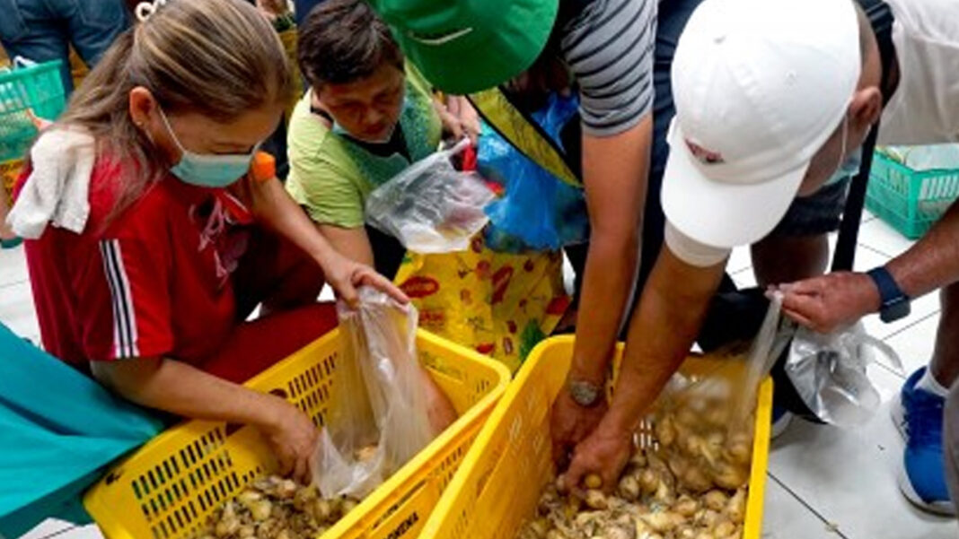 20240828 PAGEONE - Yellow onion