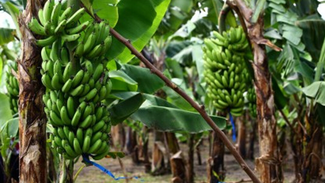 20240923 PAGEONE - Banana