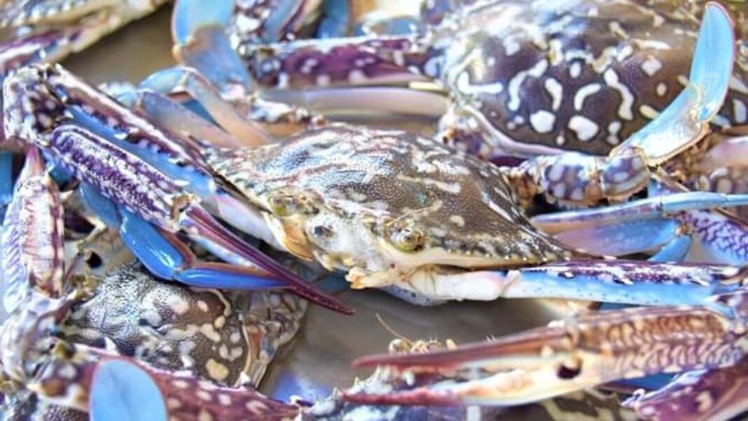 20240930 PAGEONE - Crab