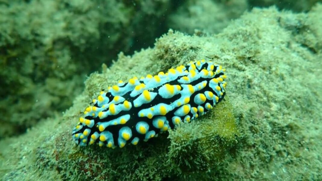 20241002 PAGEONE - Marine species