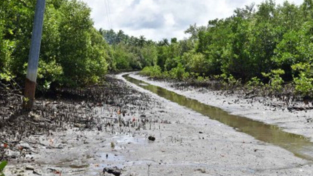 20241024 PAGEONE - Mangrove forest