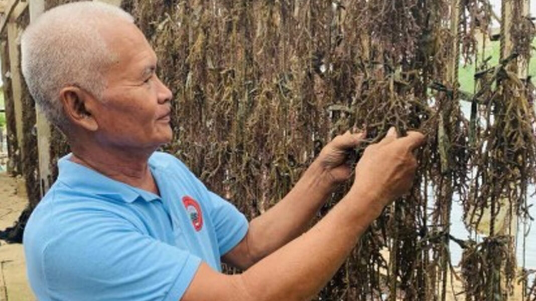 20241111 PAGEONE - Seaweed