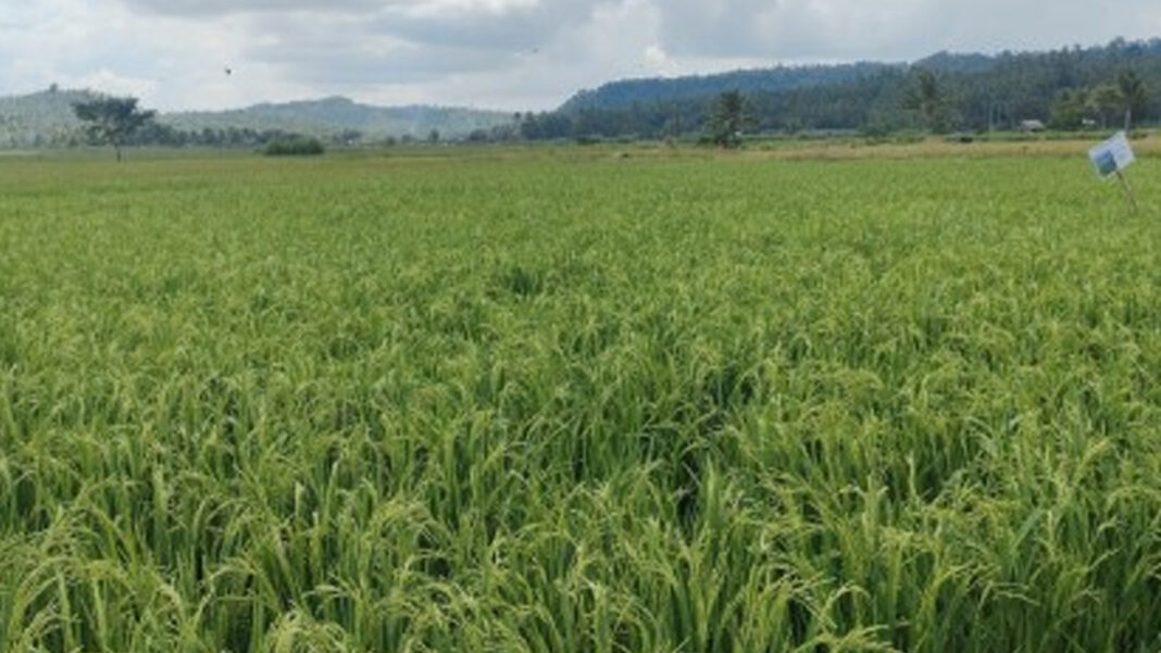 20241113 PAGEONE - Farm