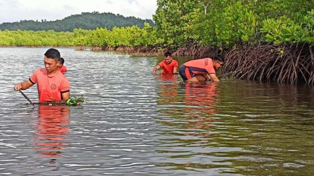 20241125 PAGEONE - Mangroves