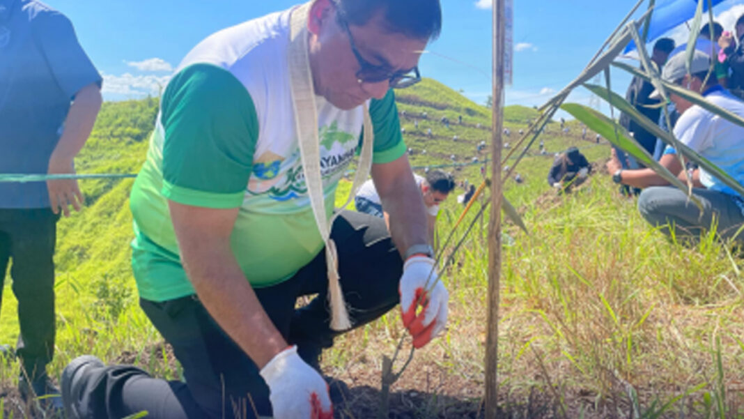 20241128 PAGEONE - Bamboo planting