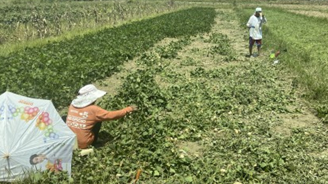 20241202 PAGEONE - Soil