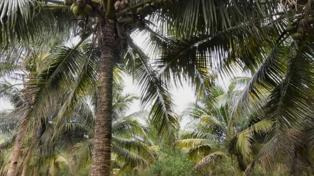 20241211 PAGEONE - Coconut