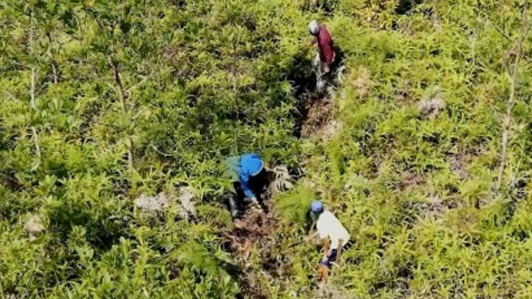 20241216 PAGEONE - Planting