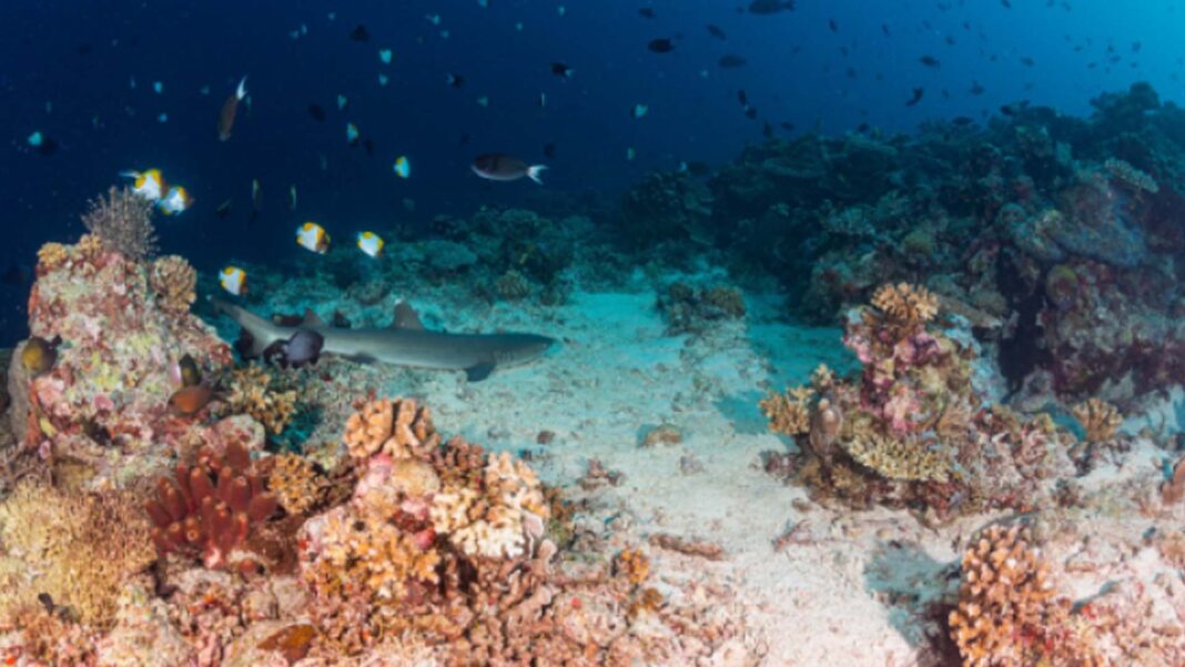 20241217 PAGEONE - Coral