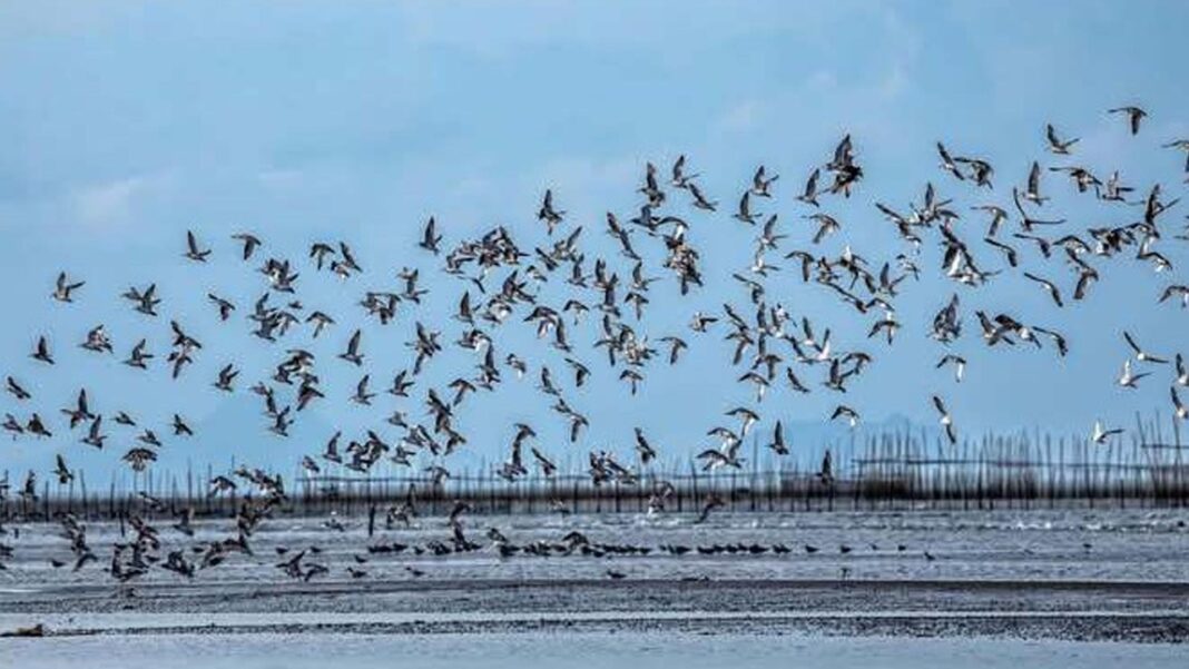 20241218 PAGEONE - Birds