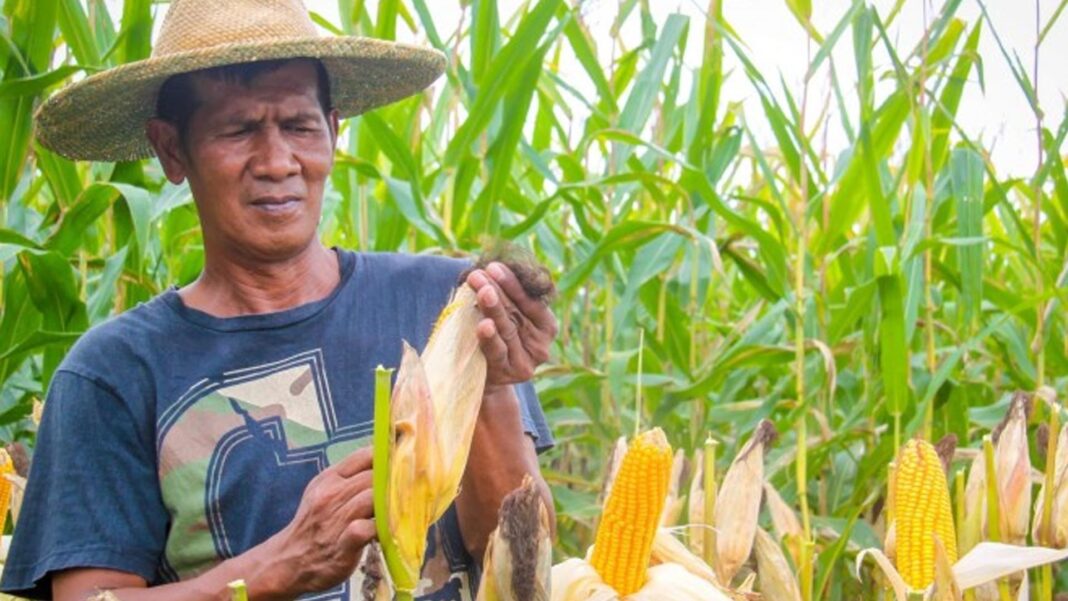 20250130 PAGEONE - Corn farmer