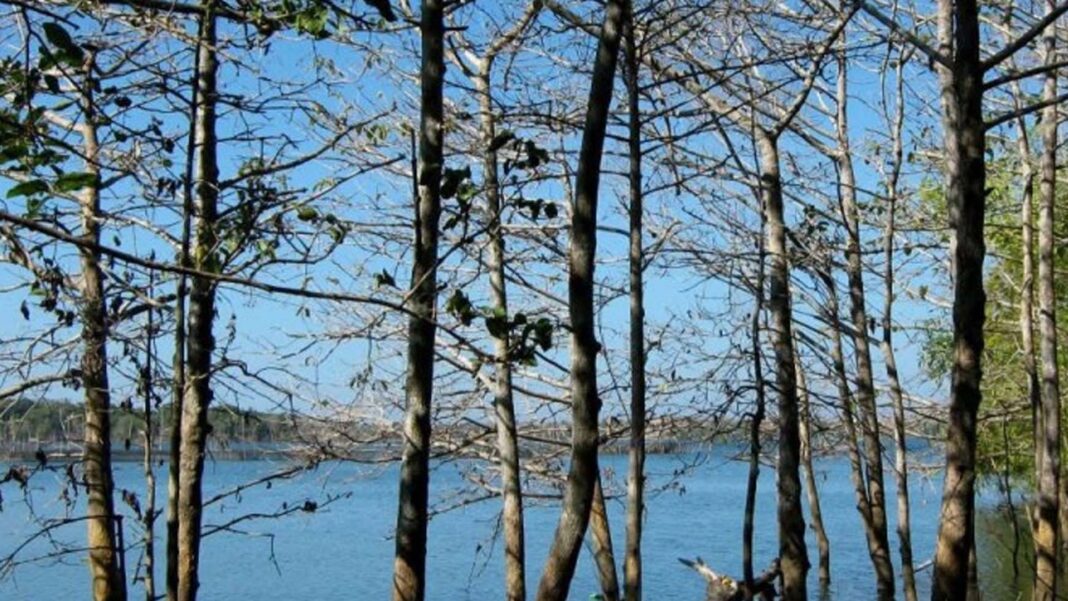 20250202 PAGEONE - Paoay Lake Natural Park