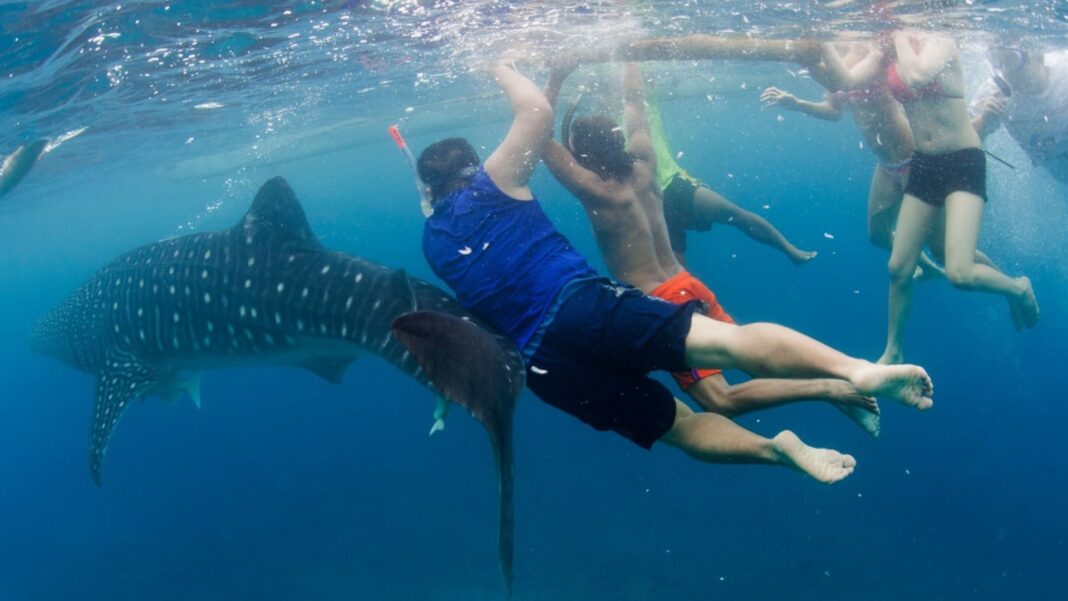 20250205 Bohol Whale Shark FI 1