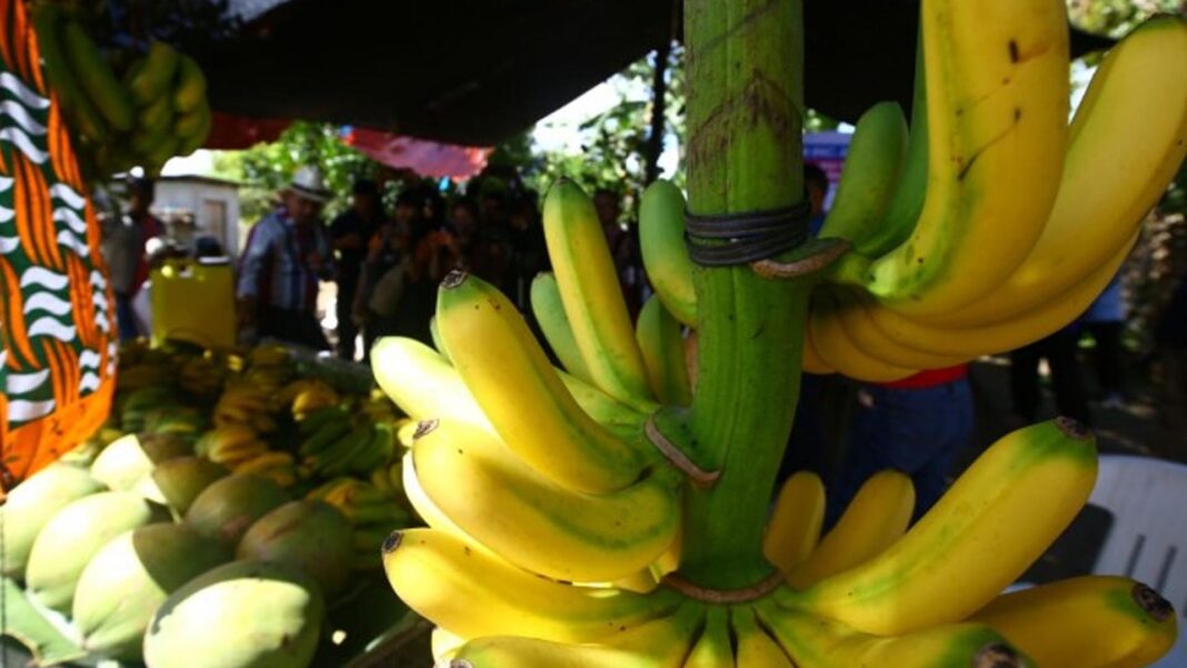 20250318 PAGEONE - Banana