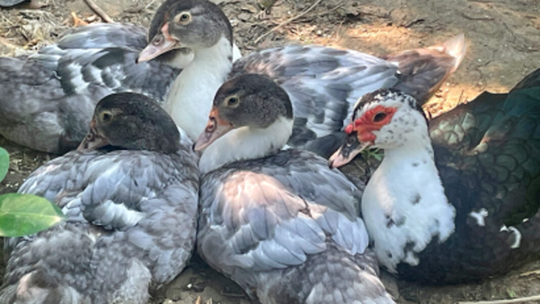 20250326 PAGEONE - Duck