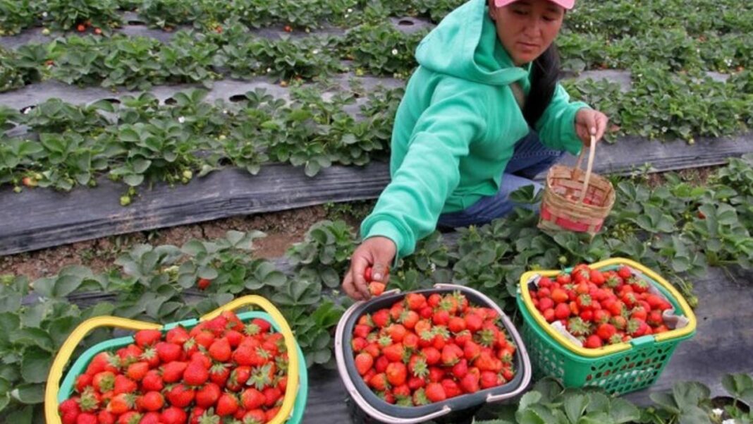 20250414 PAGEONE - Strawberry