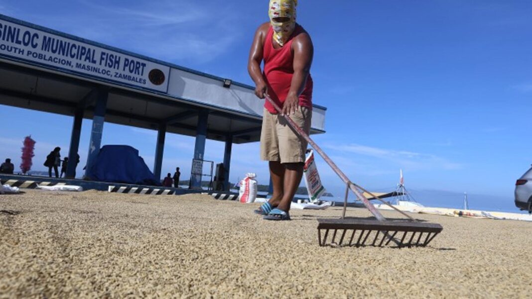 20250507 PAGEONE - Palay