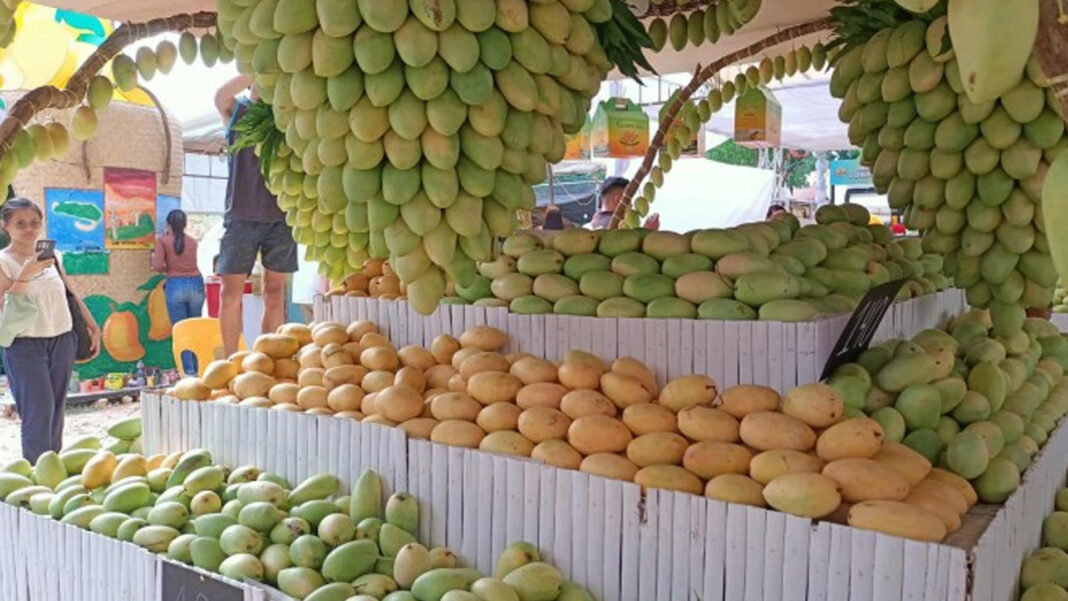 20250518 PAGEONE - Mangoes