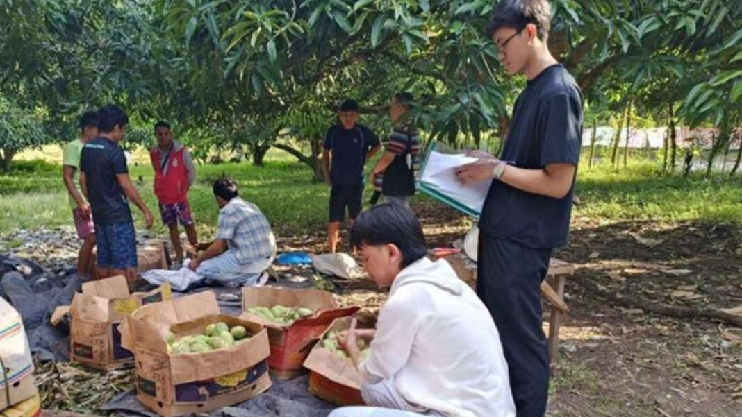 20250610 PAGEONE - Mangoes