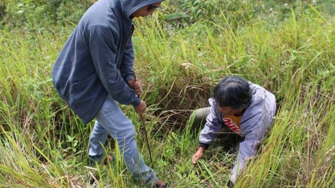 20250623 PAGEONE - Planting