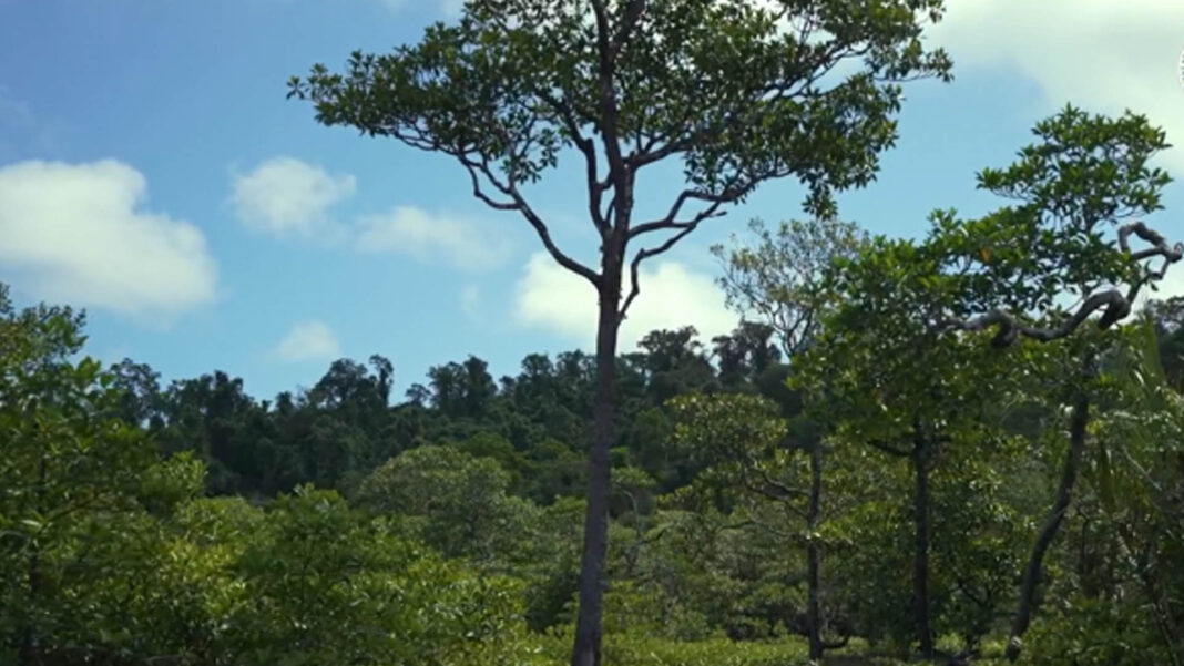 20250625 PAGEONE - Forests