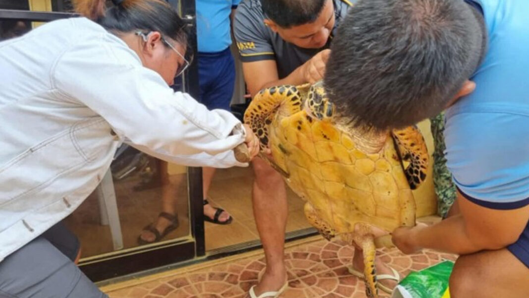 20250625 PAGEONE - Turtle