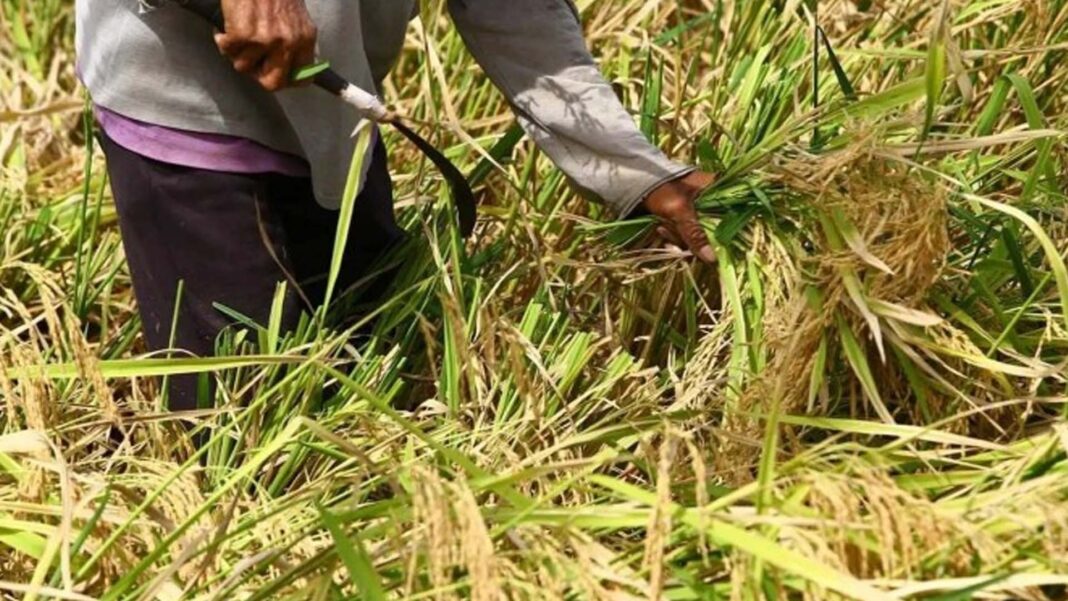 20250717 PAGEONE - Farmer_