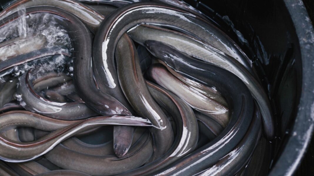 20250702 PAGEONE - Eel