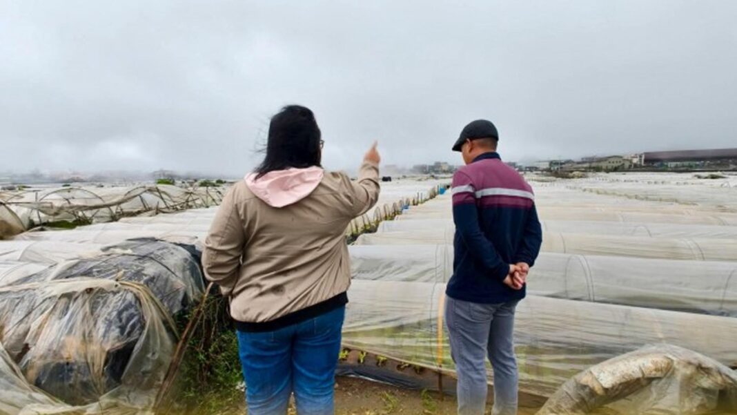 20250807 PAGEONE - Strawberry farm