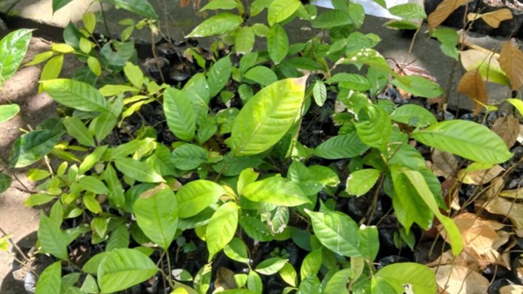 20250810 PAGEONE - Fruit-bearing trees