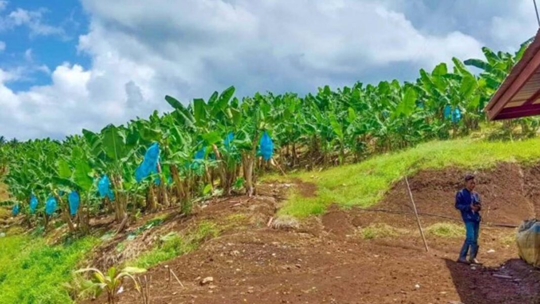 20250813 PAGEONE - Banana