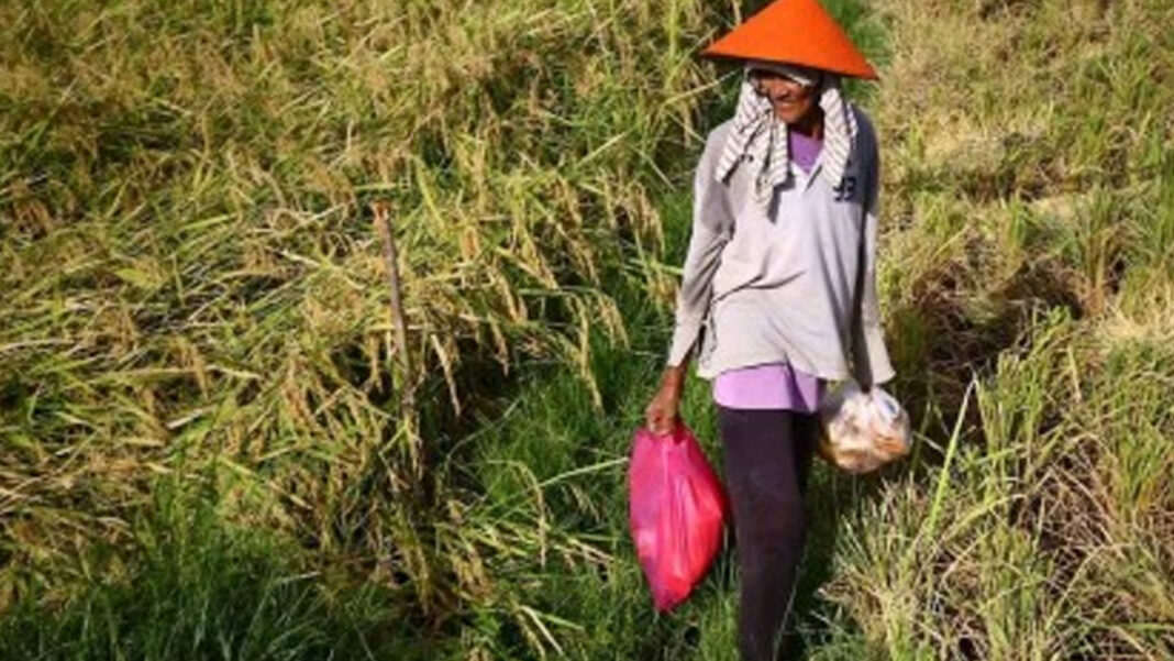 20250819 PAGEONE - Farmer