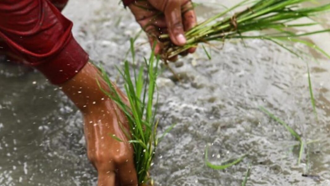 20250826 PAGEONE - Farmer