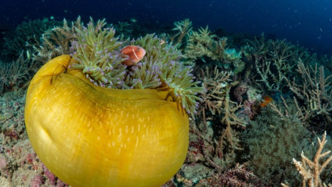 20250907 PAGEONE - Corals