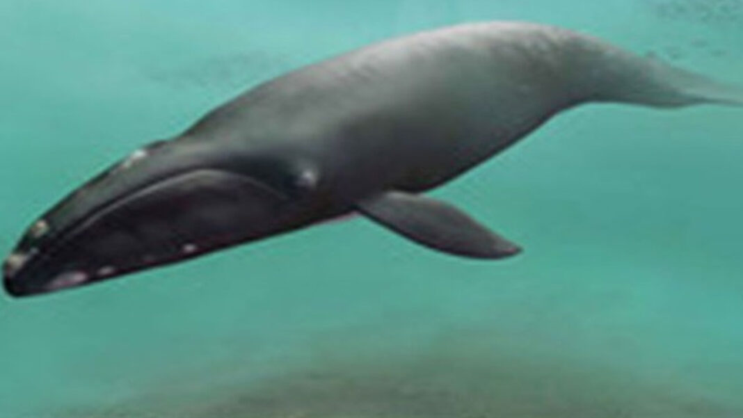 20250922 PAGEONE - Whale