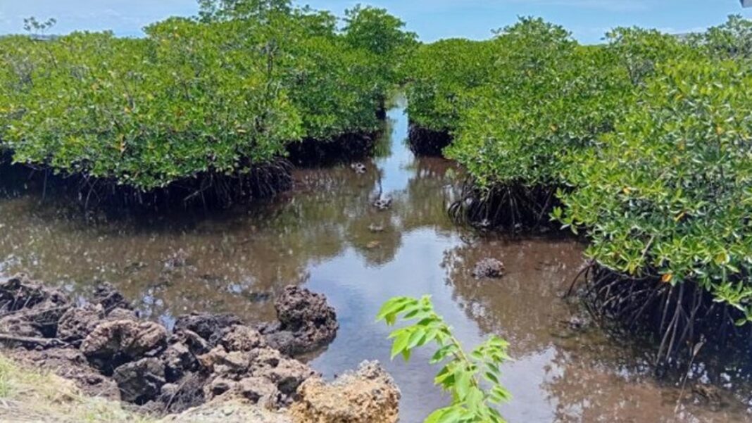 20250925 PAGEONE - Mangrove